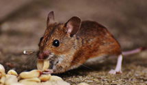 24 Hour & Emergency Exterminators in Saint Cloud, FL
